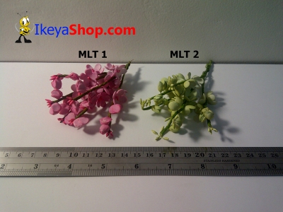 MLT 1 2  large2